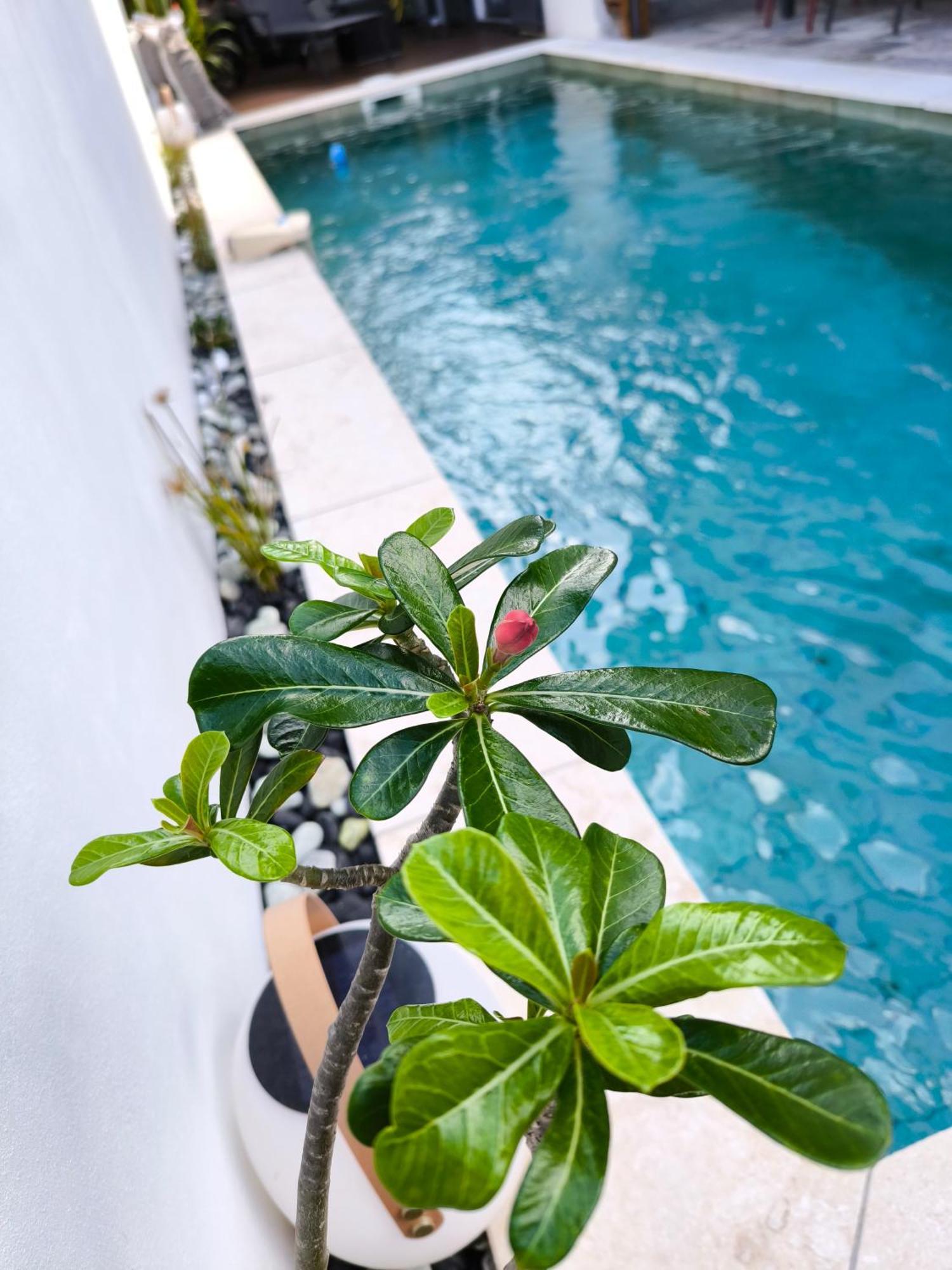 Villa O'Lhaya Piscine Pivee Saint-Joseph Exteriör bild